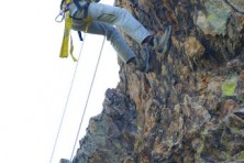 After the sampling, the Egyptian vulture chicks are immediately returned back to their nests