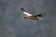The return of the Neophron - bringing material for the nest