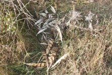 Dead Eagle Owl / ph. G. Gerdjikov