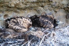 Two juveniles in their nest