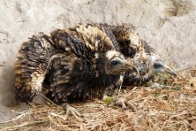 КОТ по време на опръстеняването/Снимка: Волен Аркумарев