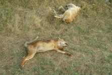 The fox and other dog