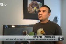 the Egyptian vulture has been considered a sacred bird in the ancient times, tells the project manager Stoyan Nikolov