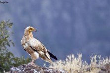 Egyptian Vulture / ph. G. Gerdjikov