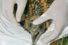 Preparation of Egyptian vulture chick for sampling