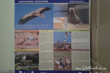 Informational board about the LIFE+ project “The Return of the Neophron” in the new exhibition of Rousse Regional Museum of History.