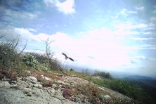 Ασπροπάρης στην ταΐστρα στα Μετέωρα