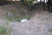The place where the Egyptian Vlture was found