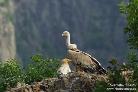 Egyptian vulture and Griffon vulture, © Svetoslav Spasov, www.NatureImages.eu 