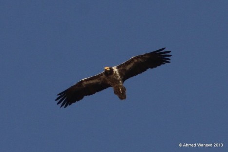 The 3 years old Egyptian vulture