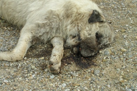 One of the poisoned dogs