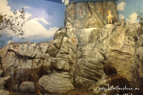 Models of Egyptian Vultures in Rousse Regional Museum of History, made under the LIFE+ project “The Return of the Neophron”.