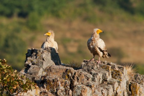 Sudan “killer line” disconnected  is one of the highlights from BirdLife international of 2013