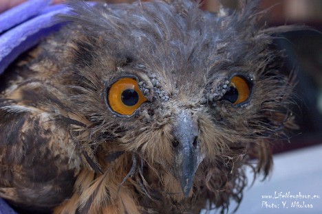 Wounded Eagle Owl (Bubo bubo) found near Madzharovo