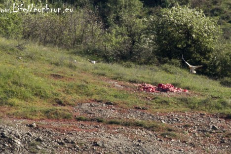 Egyptian vulture landing at the vulture restaurant of Meteora (HOS/D. Vavylis)
