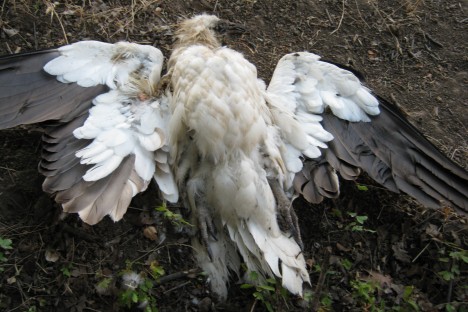 The dead Egyptian Vulture