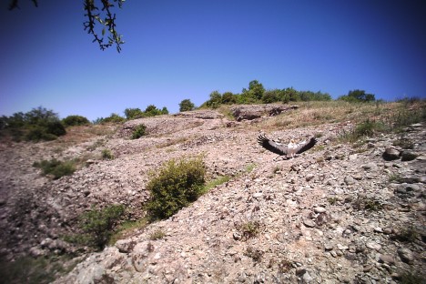 Ασπροπάρης στην ταΐστρα στα Μετέωρα